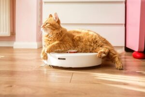 orange cat riding a roomba or